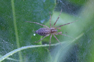 Allagelena gracilens © Marc Corail - Parc national des Ecrins