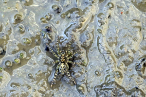 Arctosa stigmosa © Marc Corail - Parc national des Ecrins