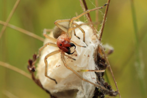 Cheiracanthium punctorium - Chiracanthe nourrice © Marc Corail - Parc national des Ecrins
