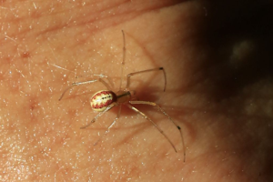 Enoplognatha latimana © Marc Corail - Parc national des Ecrins