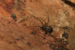 Labulla thoracica © Marc Corail - Parc national des Ecrins