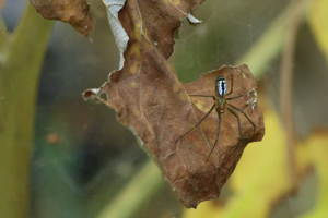 Neriene emphana © Marc Corail - Parc national des Ecrins