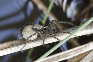 Pardosa agricola © Marc Corail - Parc national des Ecrins