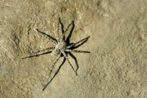 Pardosa morosa © Marc Corail - Parc national des Ecrins