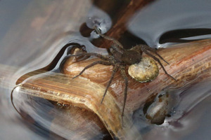 Pardosa nigra © Marc Corail - Parc national des Ecrins