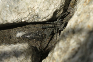 Pardosa saturatior © Marc Corail - Parc national des Ecrins