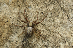 Philodromus aureolus © Marc Corail - Parc national des Ecrins