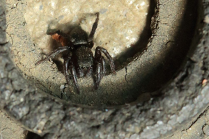 Phlegra fasciata © Marc Corail - Parc national des Ecrins