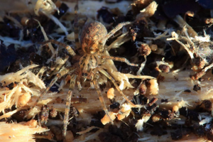 Tegenaria silvestris © Marc Corail - Parc national des Ecrins