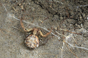 Xysticus audax © Marc Corail - Parc national des Ecrins