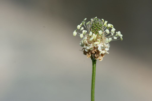 Plantain lanceole, Petit plantain, Herbe Caroline, Ti-plantain © Dominique Vincent - Parc national des Ecrins