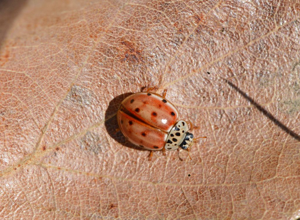 Coccinelle à quatre points - Harmonia quadripunctata © Jean Raillot