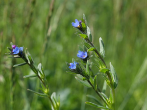 Buglossoides incrassata subsp. permixta © Marie-Geneviève Nicolas