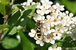 Clyte d'Eastwood, clyte bélier - Clytus arietis © Marie-Geneviève Nicolas