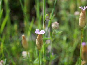 Pétrorhagie prolifère © Marie-Geneviève Nicolas
