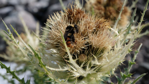 Bourdon de Sichel © Mireille Coulon