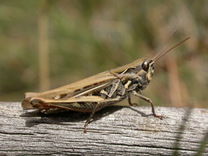 Criquet mélodieux femelle © Blandine Delenatte - Parc national des Ecrins