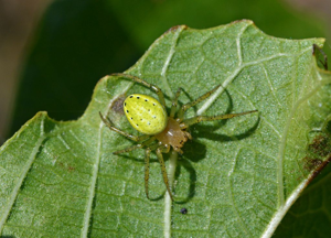 Araniella cucurbitina © Jean Raillot - GRENHA