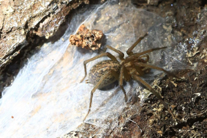 Eratigena agrestis © Marc corail - Parc national des Ecrins