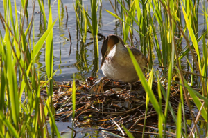 Grèbe huppé au nid © Pascal Saulay - Parc national des Ecrins