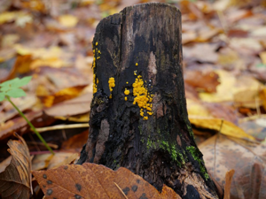 Bisporella citrina © Marie-Geneviève Nicolas