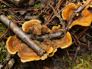 Stérée hirsute © Marie-Geneviève Nicolas - Parc national des Ecrins