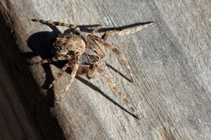 Larinioides sclopetarius © Marc Corail - Parc national des Ecrins