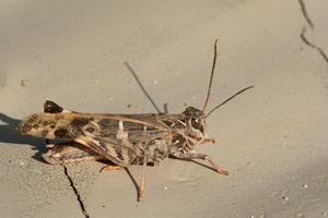 Oedipode soufrée © Mireille Coulon - Parc national des Ecrins