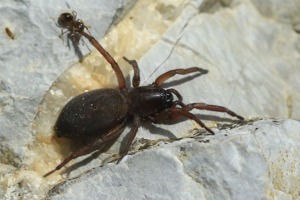 Haplodrassus signifer © Marc Corail - Parc national des Ecrins
