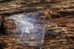Drassode lapidicole © Marc Corail - Parc national des Ecrins
