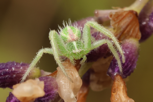 Heriaeus hirtus © Marc Corail - Parc national des Ecrins