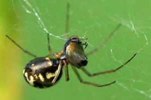 Neriene peltata © Marc Corail - Parc national des Ecrins