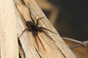 Pardosa paludicola © Marc Corail - Parc national des Ecrins