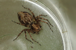 Oxyopes ramosus © Marc Corail