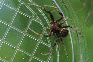 Xysticus kochi Thorell, 1872 © Marc Corail