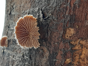 Schizophyllum commune © 