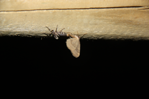 accouplement d'Operophtera brumata, la femelle est aptère © Nicolas BERTRAND - Parc national des Ecrins