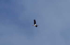 Cigogne noire en vol © Julien Charron - Parc national des Ecrins