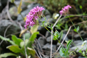 Silène armérie, Silène à bouquets, Atocion armérie © Dominique VINCENT - Parc national des Ecrins