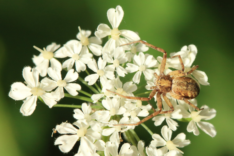 Thanatus &copy; Marc Corail