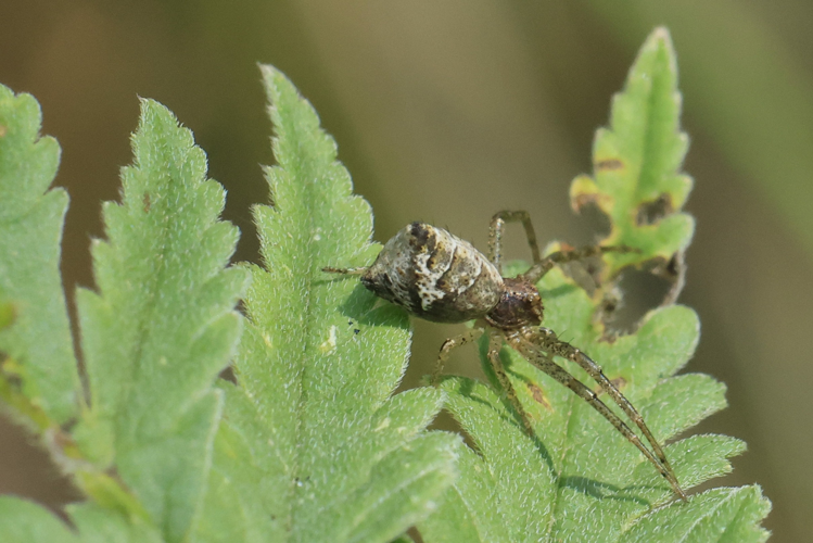 Tmarus piger &copy; Marc Corail