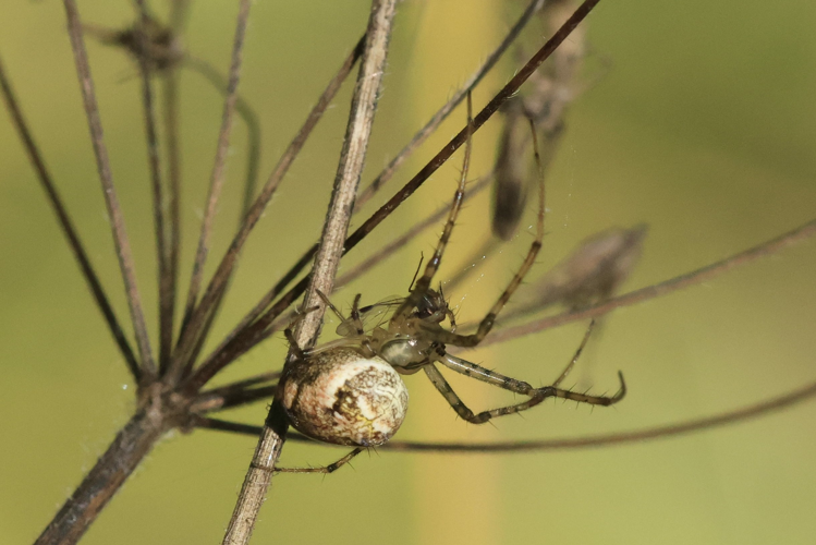 Metellina mengei &copy; Marc Corail