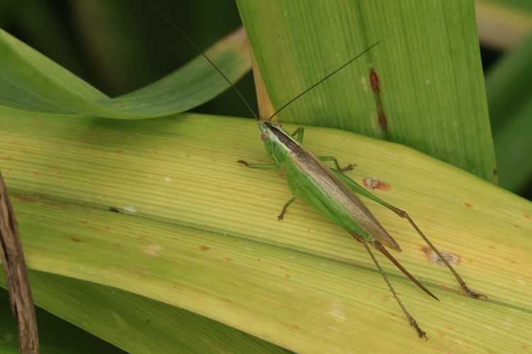 Conocephalus fuscus &copy; Marc Corail