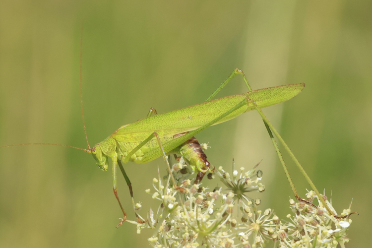 Phaneroptera nana &copy; Marc Corail