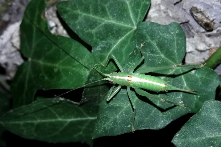 Meconema thalassinum &copy; Marc Corail