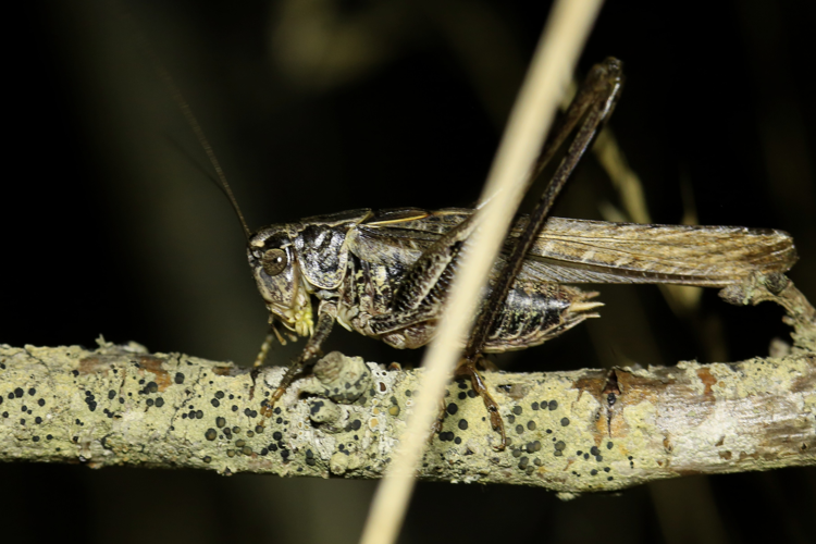 Platycleis affinis &copy; Marc Corail