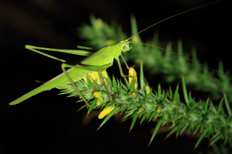 Phaneroptera falcata &copy; Marc Corail