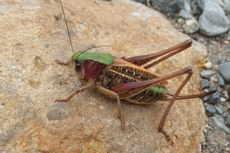 Decticus verrucivorus verrucivorus &copy; Marc Corail