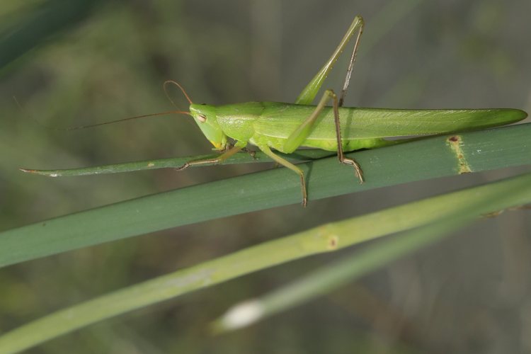 Ruspolia nitidula &copy; Marc Corail
