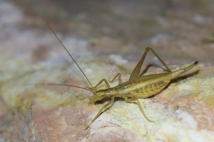 Oecanthus pellucens pellucens &copy; Marc Corail